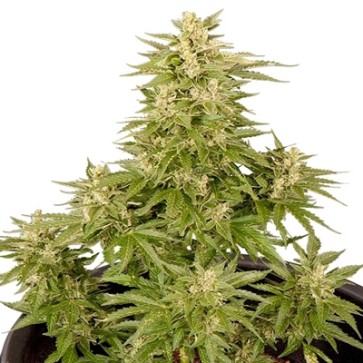 Насіння конопель Auto Critical Feminised